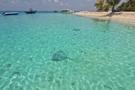 Common stingrays along the Maldivian Coastline