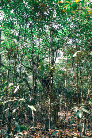Mangrove flora of the sundarban mangrove forest in Bangladeshの写真素材