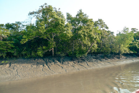 Freshwater Forested Wetlands of Bangladeshの写真素材