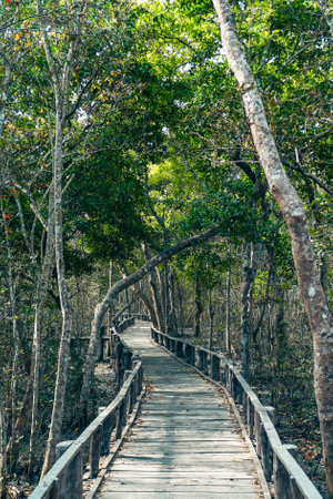 Wooden walkway amidst Mangrove trees in Sundarban Forest Bangladeshの写真素材