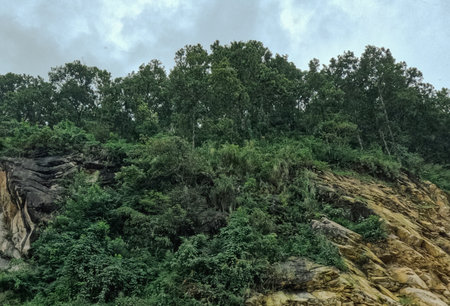 Close up of Flora on the Mountainous regionの写真素材
