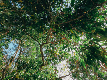 Kaptai lake serene landscapes Rangamati Bangladeshの写真素材