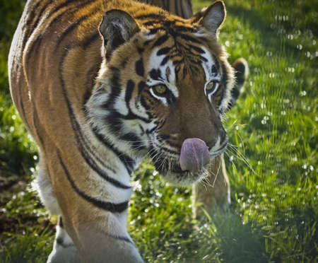An Amur Tiger  (Panthera tigris altaica)の写真素材