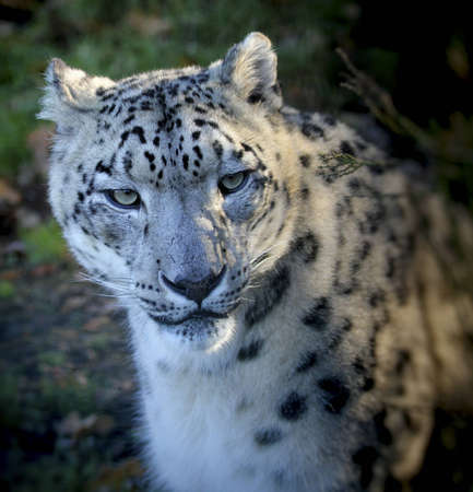 A Snow Leopard (Panthera uncia)の写真素材
