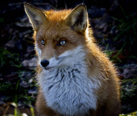 A Red Foxの写真素材