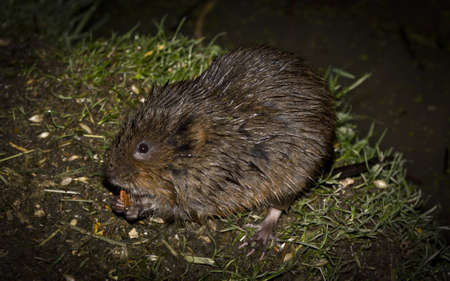 A Water Vole feeding at nightの写真素材