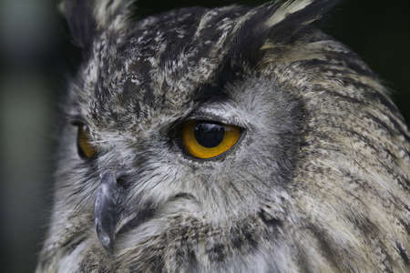 A close up of an Eagle Owlの写真素材
