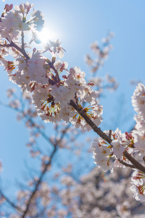 Cherry blossom season in Tokyo at Meguro river, Japanの写真素材
