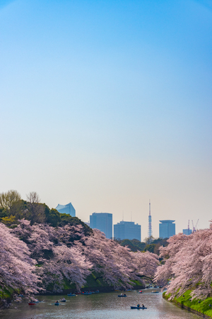 Cherry blossoms around Chidorigafuchi park, Tokyo, Japan.のeditorial素材