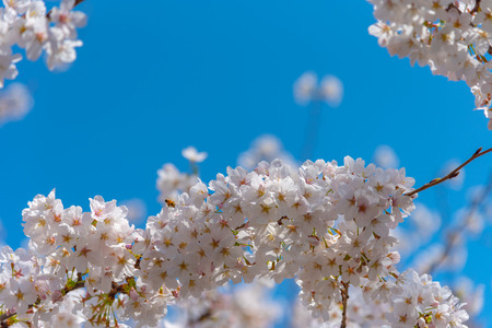 Cherry blossoms around Chidorigafuchi park, Tokyo, Japan.