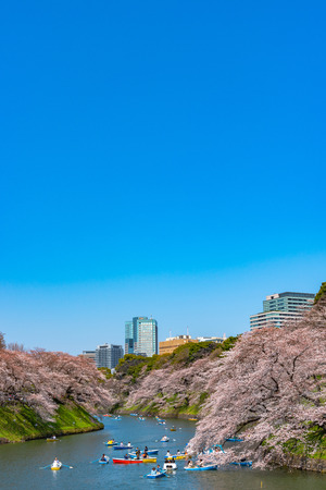 Cherry blossoms around Chidorigafuchi park, Tokyo, Japan.のeditorial素材