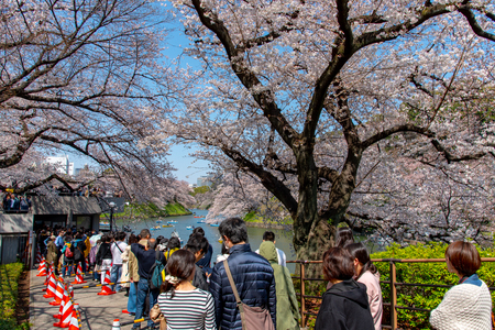 Cherry blossoms around Chidorigafuchi park, Tokyo, Japan.のeditorial素材