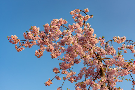 Sakura Cherry blossom in spring season at Tokyo, Japan.の写真素材