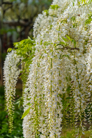 full bloom of white Wisteria blossom trees trellis, flowers in springtime sunny dayの写真素材