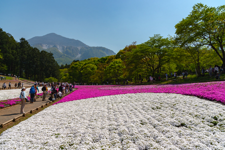 Landscape of Colorful Shiba Sakura (Phlox Subulata, Pink Moss) Blossom in Spring at Hitsujiyama Park with Mount Buko in Background, Chichibu City, Saitama Prefecture, Japanのeditorial素材