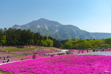 Landscape of Colorful Shiba Sakura (Phlox Subulata, Pink Moss) Blossom in Spring at Hitsujiyama Park with Mount Buko in Background, Chichibu City, Saitama Prefecture, Japanのeditorial素材