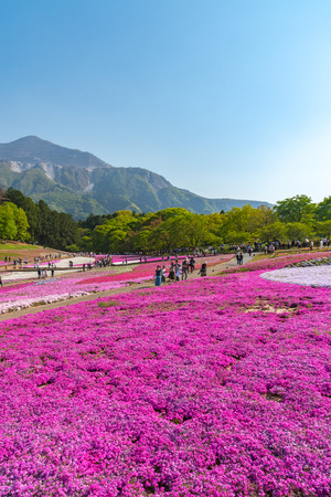 Landscape of Colorful Shiba Sakura (Phlox Subulata, Pink Moss) Blossom in Spring at Hitsujiyama Park with Mount Buko in Background, Chichibu City, Saitama Prefecture, Japanのeditorial素材