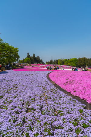 Landscape of Colorful Shiba Sakura (Phlox Subulata, Pink Moss) Blossom in Spring at Hitsujiyama Park with Mount Buko in Background, Chichibu City, Saitama Prefecture, Japanのeditorial素材