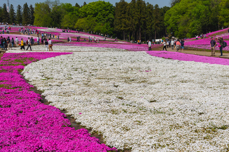Landscape of Colorful Shiba Sakura (Phlox Subulata, Pink Moss) Blossom in Spring at Hitsujiyama Park with Mount Buko in Background, Chichibu City, Saitama Prefecture, Japanのeditorial素材
