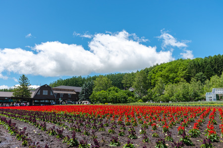 View of full bloom colorful multiple kind of flowers in summer sunny day at Farm Tomita, Furano, Hokkaido, Japanのeditorial素材