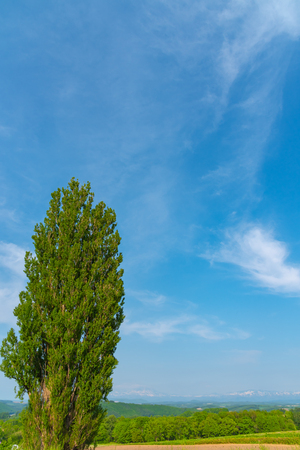 Ken & Mary tree, a large poplar tree. Famous spot in Biei Town, Hokkaido, Japanの写真素材
