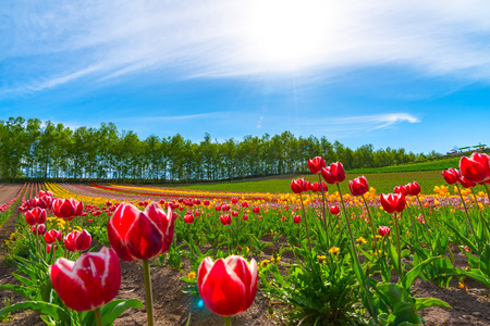 Mountain, Trees and Tulip flowers field with clear blue sky backgound in sunny Day, a close up shot of colorful flower car Pet.の写真素材