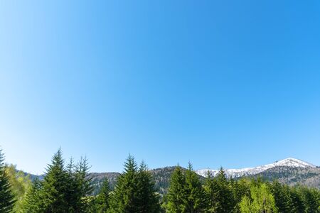 Row of trees on foreground mountains with vast blue sky on background in sunny day in summer time.の写真素材