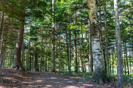 Nature forest landscape in sunny day, summer timeの写真素材