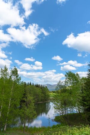 forest scenery at lakeside, nature landscape. Trees on foreground with mountains and blue sky on background in sunny day summer timeの写真素材