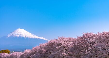Ryuganbuchi in Fuji city, Shizuoka prefecture is one of the popular cherry blossom & Mt.Fuji viewing spot.の写真素材