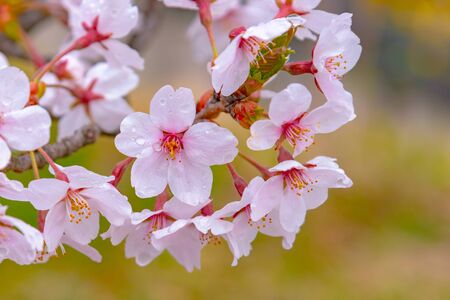Close up full bloom beautiful pink cherry blossoms (sakura) in springtime sunny day with soft natural backgroundの写真素材