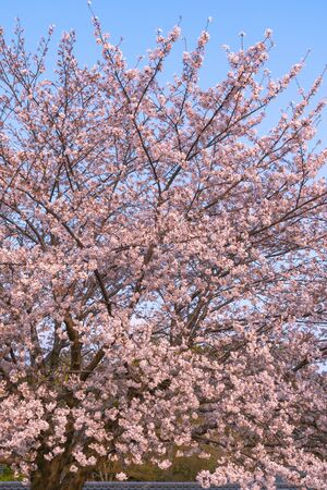 Close up full bloom beautiful pink cherry blossoms (sakura) in springtime sunny day with soft natural backgroundの写真素材