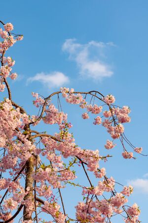 Close up full bloom beautiful pink cherry blossoms (sakura) in springtime sunny day with soft natural backgroundの写真素材