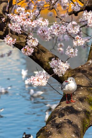 Close-up Black-headed gull birds (Chroicocephalus ridibundus) and cherry cherry blossoms full bloom in springtime sunny da y with natural background around Ueno park lake at Tokyo, Japan.の写真素材