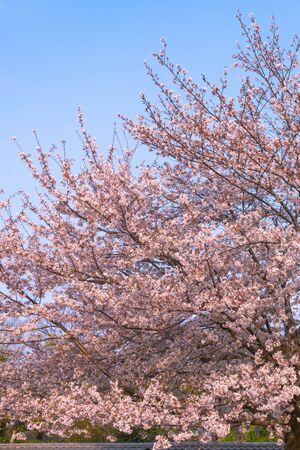 Close up full bloom beautiful pink cherry blossoms (sakura) in springtime sunny day with soft natural backgroundの写真素材