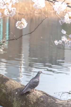 Close-up cute dove birds and sakura cherry blossoms full bloom in springtime sunny day with natural background Ueno around Park lake at Tokyo, Japan.の写真素材