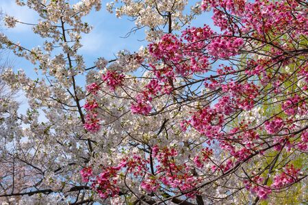 Close up full bloom beautiful pink cherry blossoms (sakura) in springtime sunny day with soft natural backgroundの写真素材