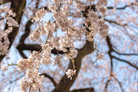Close up full bloom beautiful pink cherry blossoms (sakura) in springtime sunny day with soft natural backgroundの写真素材