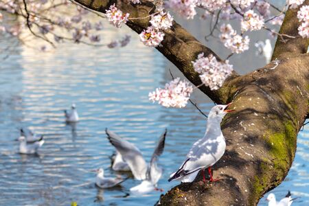 Close-up Black-headed gull birds (Chroicocephalus ridibundus) and cherry cherry blossoms full bloom in springtime sunny da y with natural background around Ueno park lake at Tokyo, Japan.の写真素材