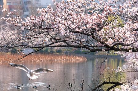 Close-up Black-headed gull birds (Chroicocephalus ridibundus) and cherry cherry blossoms full bloom in springtime sunny da y with natural background around Ueno park lake at Tokyo, Japan.の写真素材