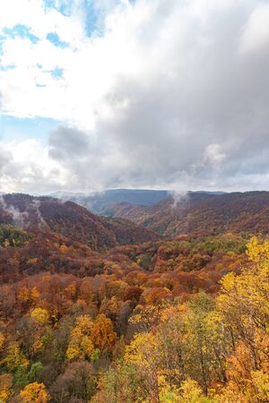 Colorful forest trees in the foreground, and sky in the backgroundの写真素材
