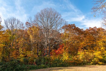 Colorful forest trees in the foreground, and sky in the backgroundの写真素材