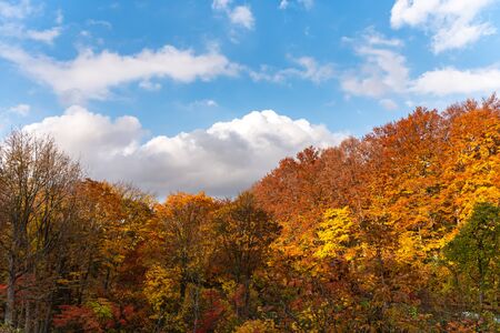 Autumn foliage scenery view, beautiful landscapes. Colorful forest trees in the foreground, and sky in the backgroundの写真素材