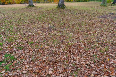 Fallen leaves on the ground.の写真素材