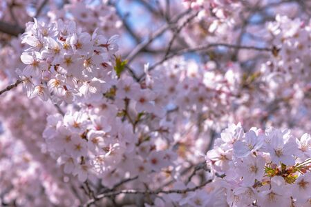 Close up full bloom beautiful pink cherry blossoms (sakura) in springtime sunny day with soft natural backgroundの写真素材