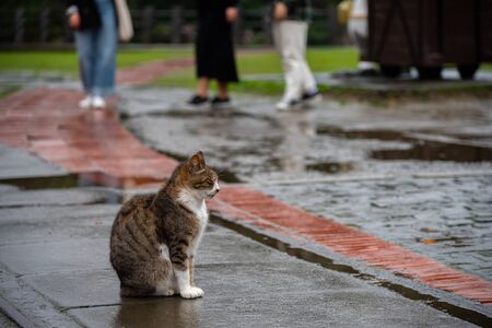 Cute cat at Houtong Cat Village.の写真素材