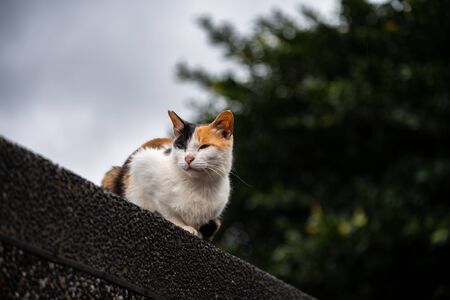 Cute cat at Houtong Cat Village.の写真素材