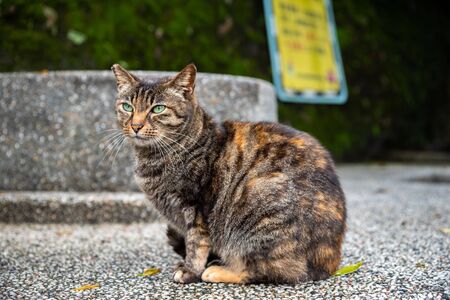 Cute cat at Houtong Cat Village.の写真素材
