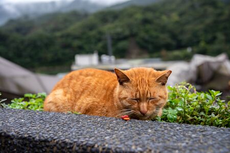 Cute cat at Houtong Cat Village.の写真素材