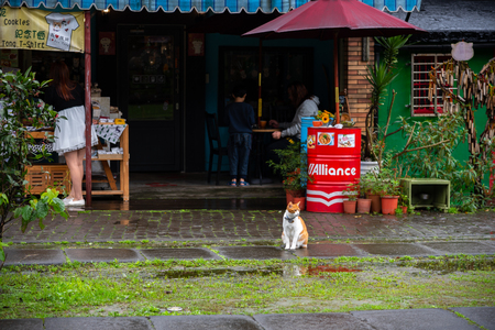 Houtong cat village. The village is the pingxi Train Line, leaving from Ruifang district, New Taipei City, Taiwan.のeditorial素材